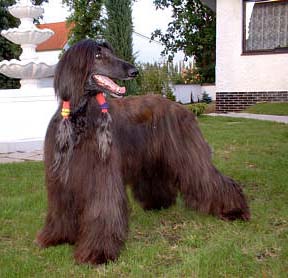 Arantxa Vicario Gandamak