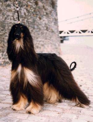 Ch. Chanel De La Chapelle St. Blaise