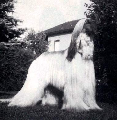 El Kairas Y'Red Commander