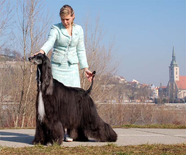 Fibi Gandamak - Veteran BIS & BOG