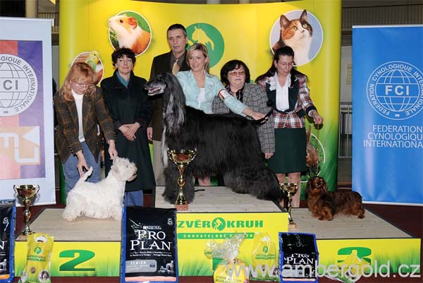 Fibi Gandamak - Veteran BIS & BOG