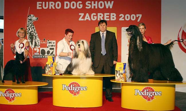 Veteran Best in Show