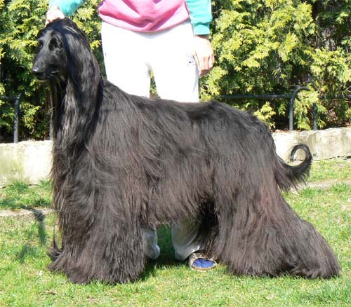 Hazy Purple Rain Gandamak