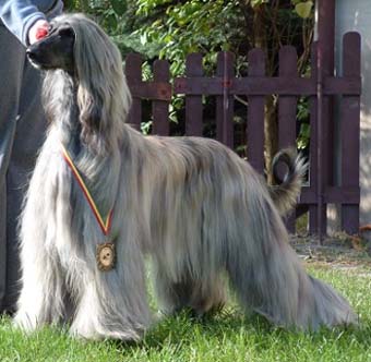 Hip Hip Huray Gandamak