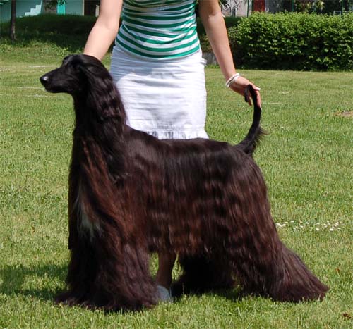 Jacquelin Kennedy Gandamak