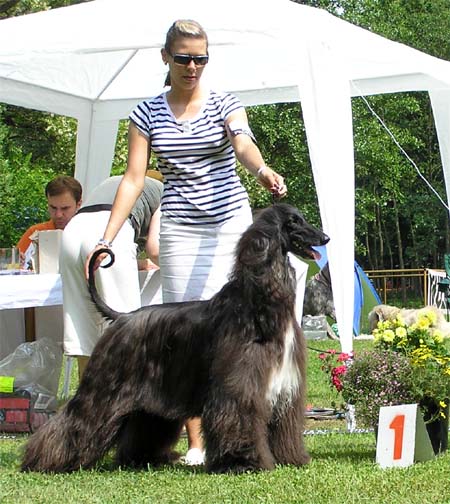 Best female  Multi.Ch. Jennies Joplin  Gandamak