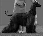 Jennies Joplin Gandamak