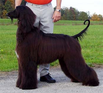 Kashang Khan Gandamak