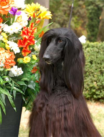 Omar Sharif Gandamak