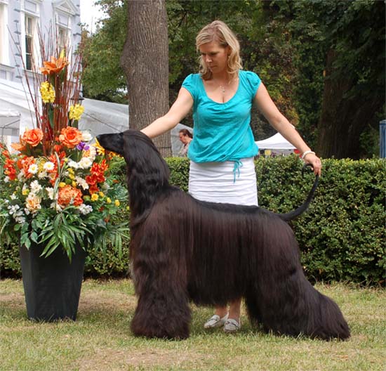 Ozzy Osbourne Gandamak