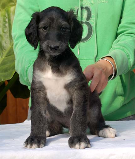 Pierre Cardin Gandamak