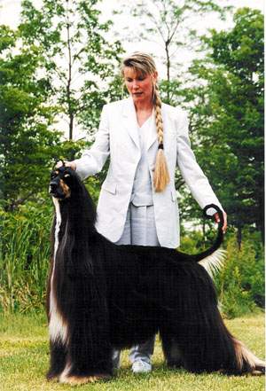 Kashara Diza Sinsation