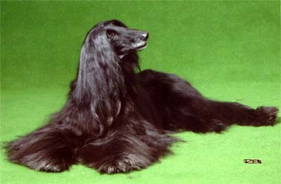 Black Star Bergie Gandamak