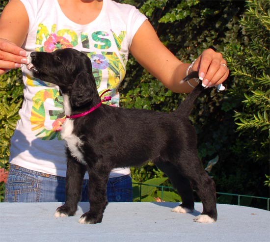 Tanita Tikaram Gandamak