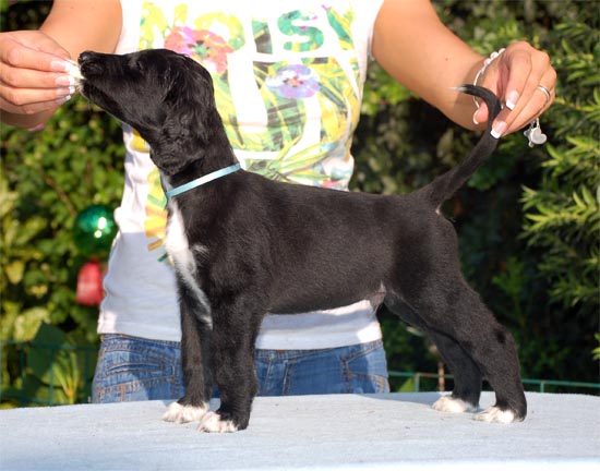 Tristan Bernard Gandamak