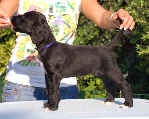 Tiberio Tancredi Gandamak