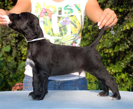 Travis Pastrana Gandamak