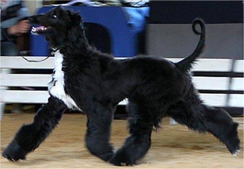 Tracy Champman Gandamak