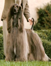 Boxadan Double Trouble