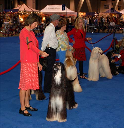 champion class males