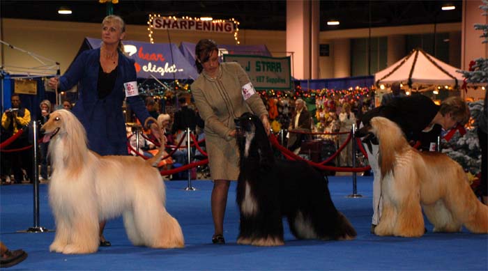 champion class males