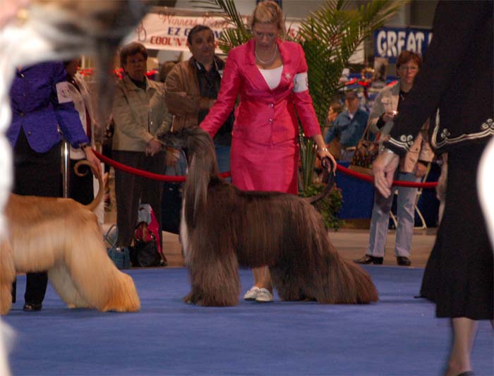 Jennies Joplin Gandamak