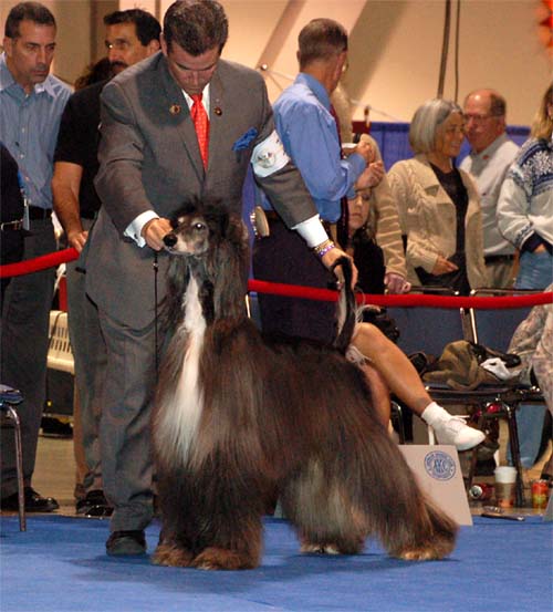 Males Champion class