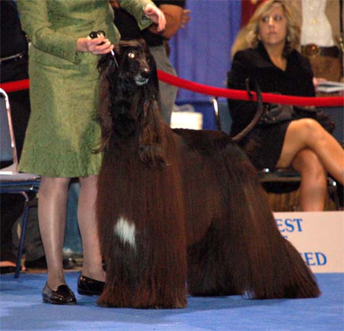 Males Champion class