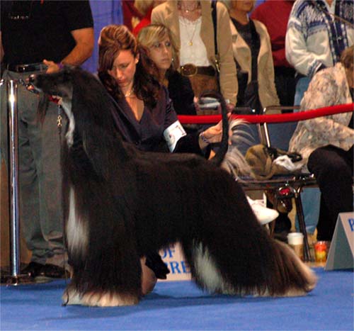 Males Champion class