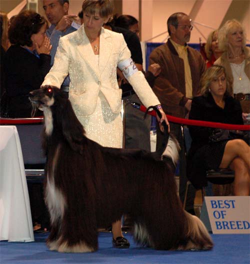 Males Champion class