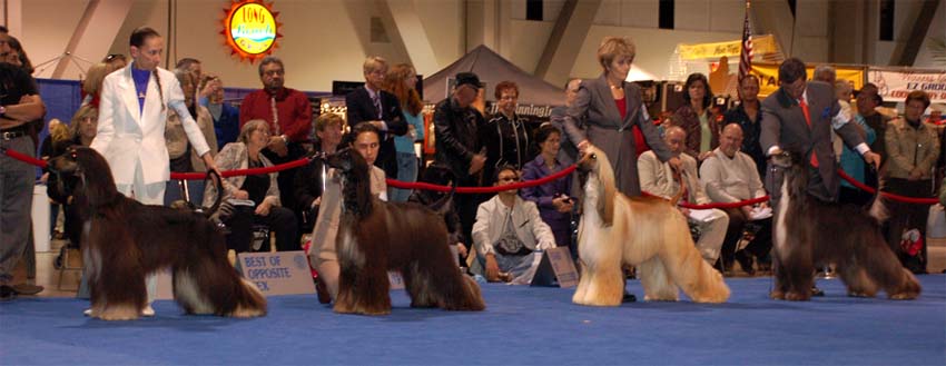 Males Champion class