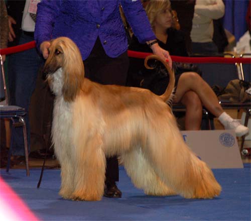 Females Champion class