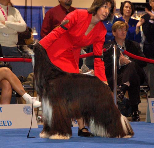 Females Champion class