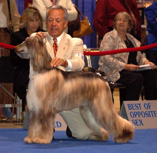 Females Champion class