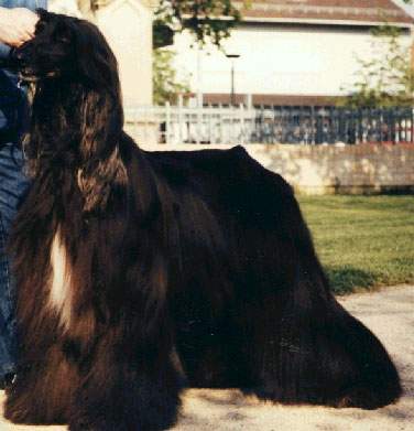 Khabardar Buena Vista