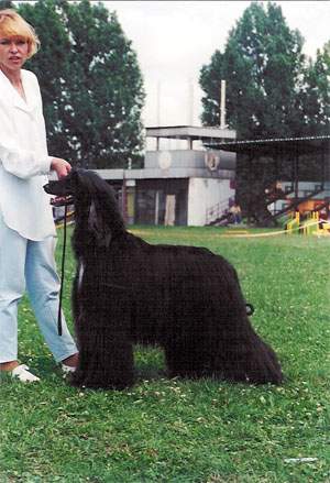 Whitney Houston Gandamak